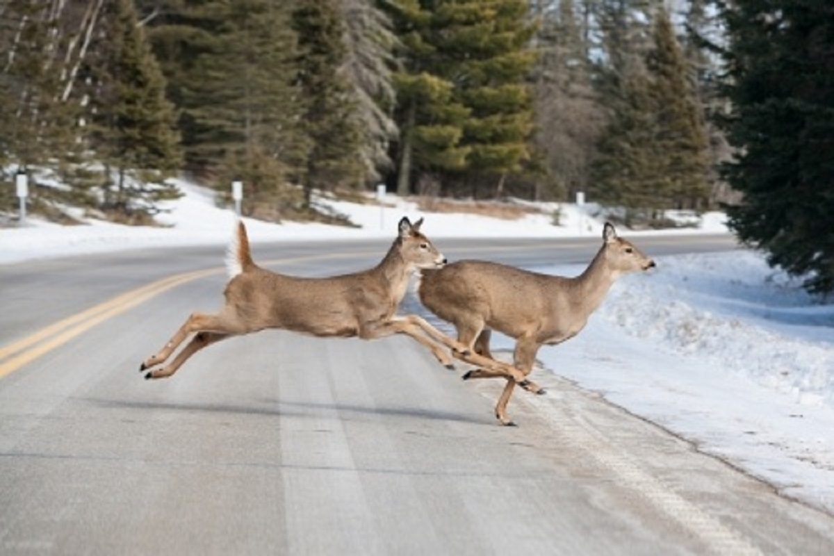 driving safety, avoiding deer