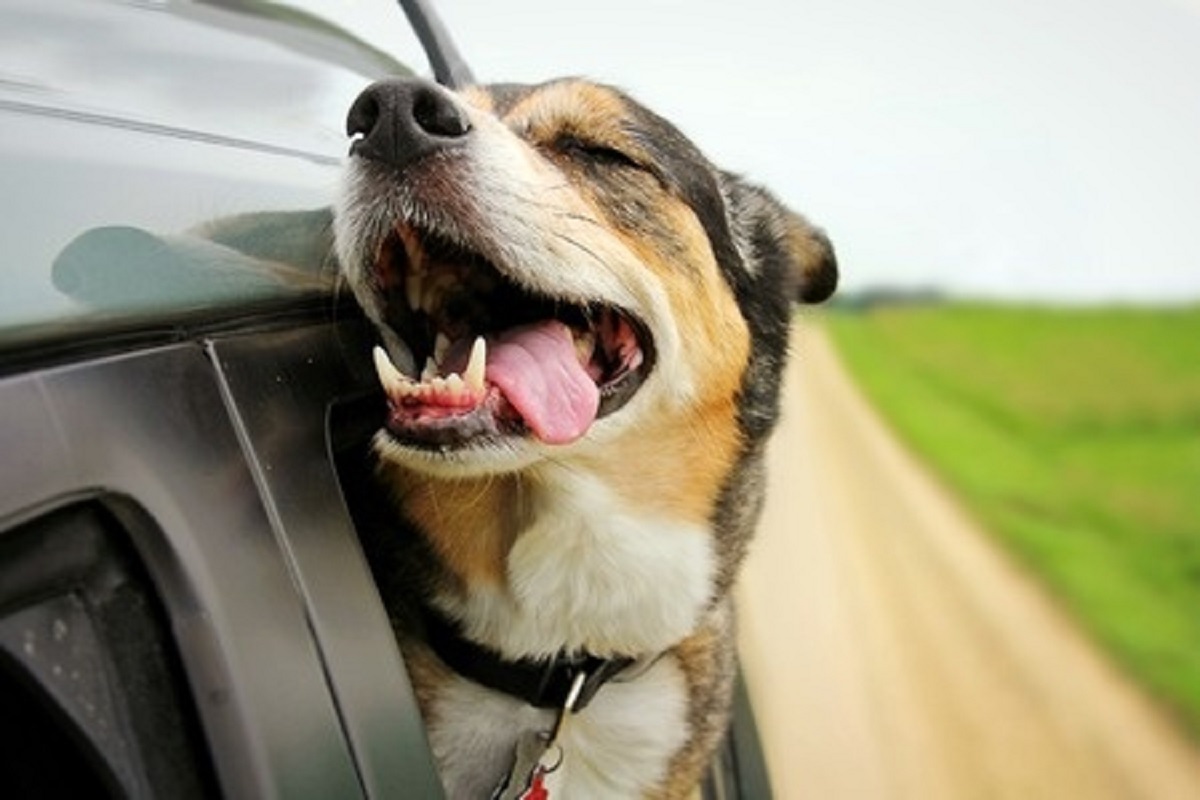 driving with pets, animal safety precautions
