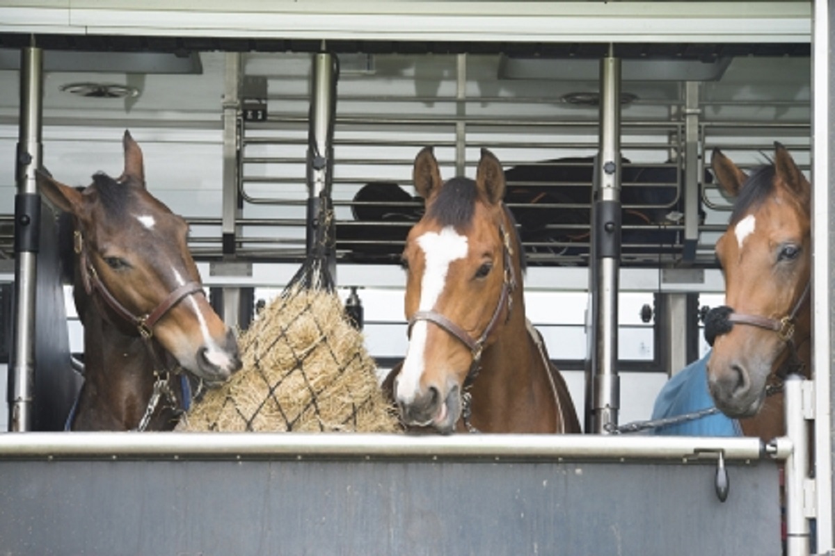 pulling horse trailers, driving tips