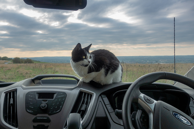 car travel, pets in cars, cats