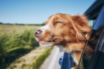 dog car sick, motion sickness